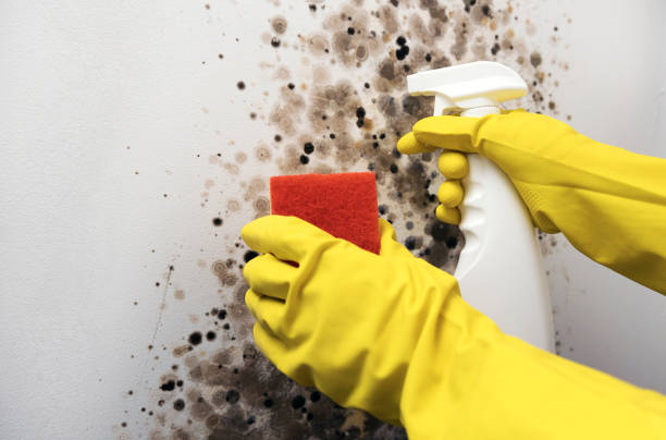 Best Emergency Mold Remediation in Wyandanch, NY